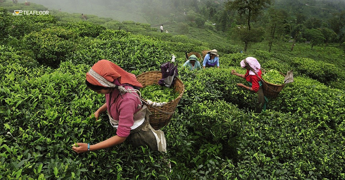Assam tea journey